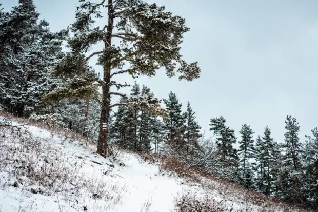 Winter